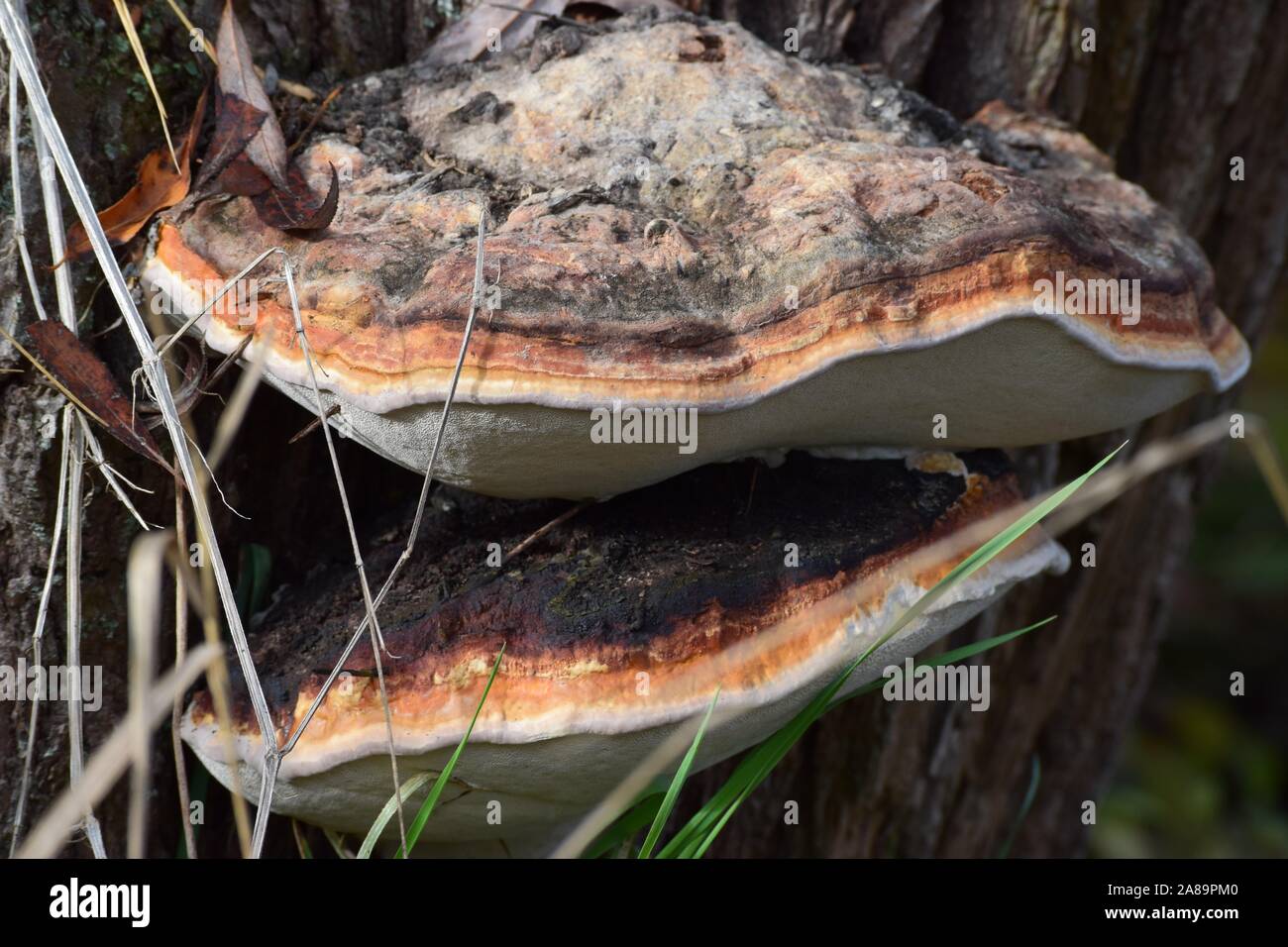 boletus-igniarius-banque-de-photographies-et-d-images-haute