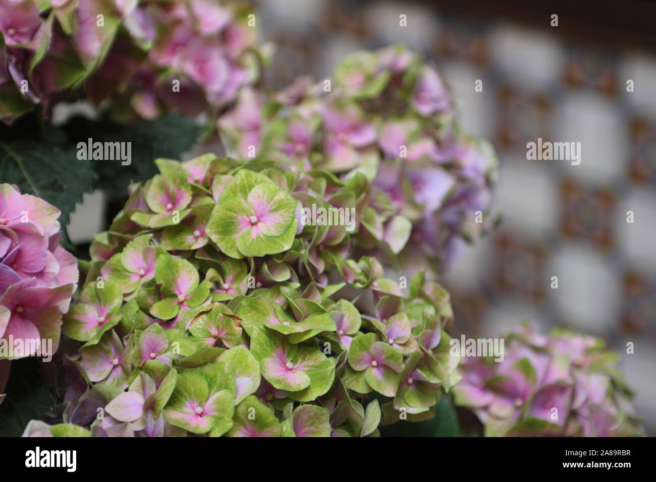 Des fleurs et des carreaux de l'Espagne Banque D'Images
