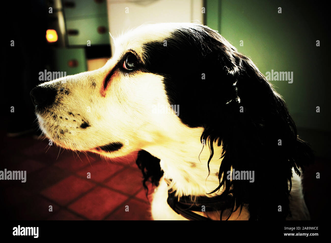 Spaniel profil face Banque D'Images