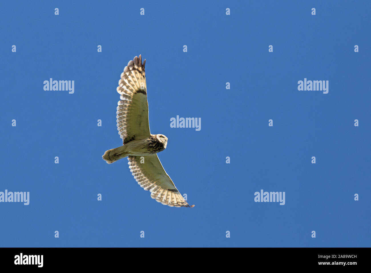 Le hibou des marais (Asio flammeus Asio / accipitrinus) en vol sur fond de ciel bleu Banque D'Images