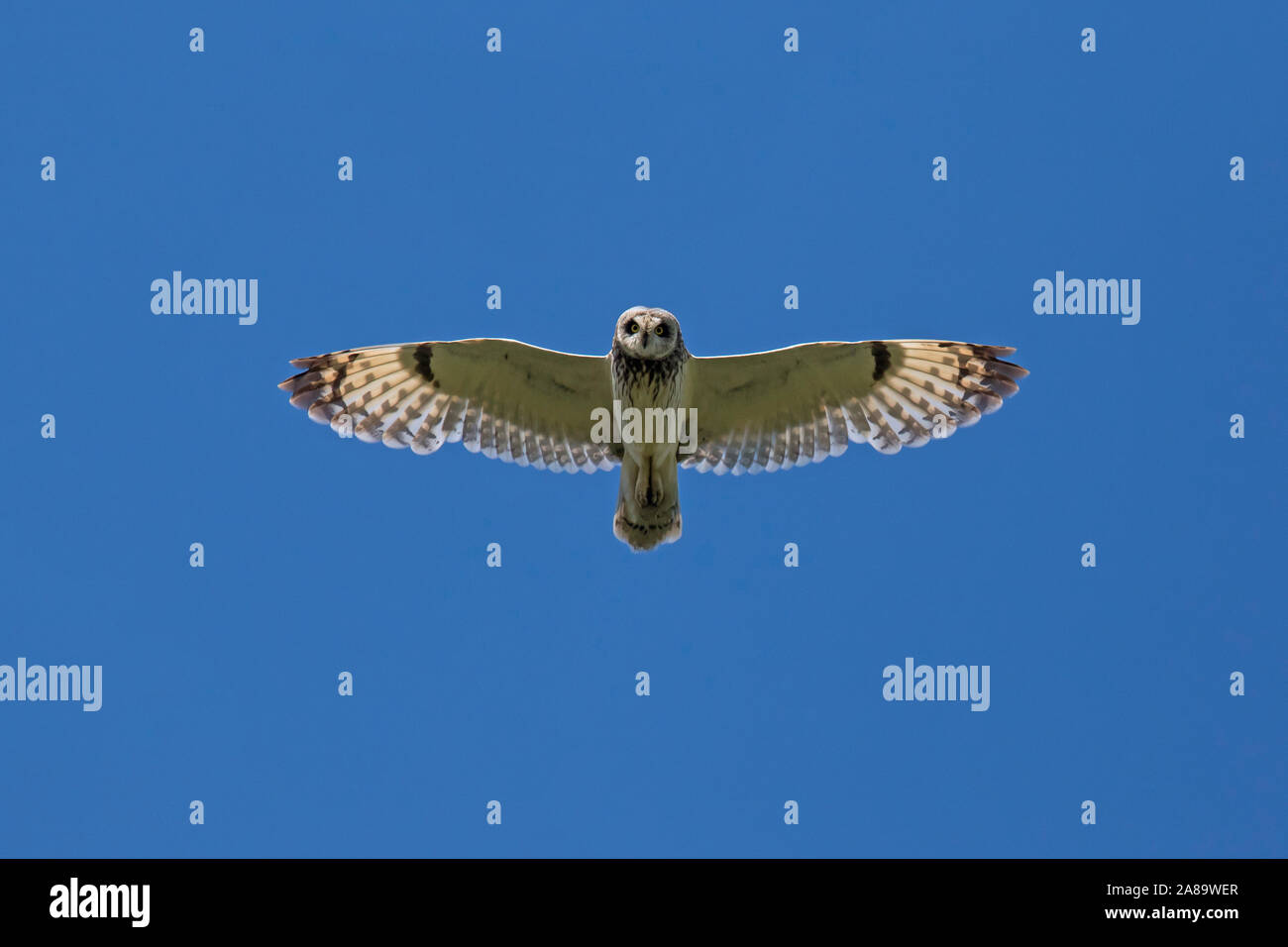 Le hibou des marais (Asio flammeus Asio / accipitrinus) en vol sur fond de ciel bleu Banque D'Images