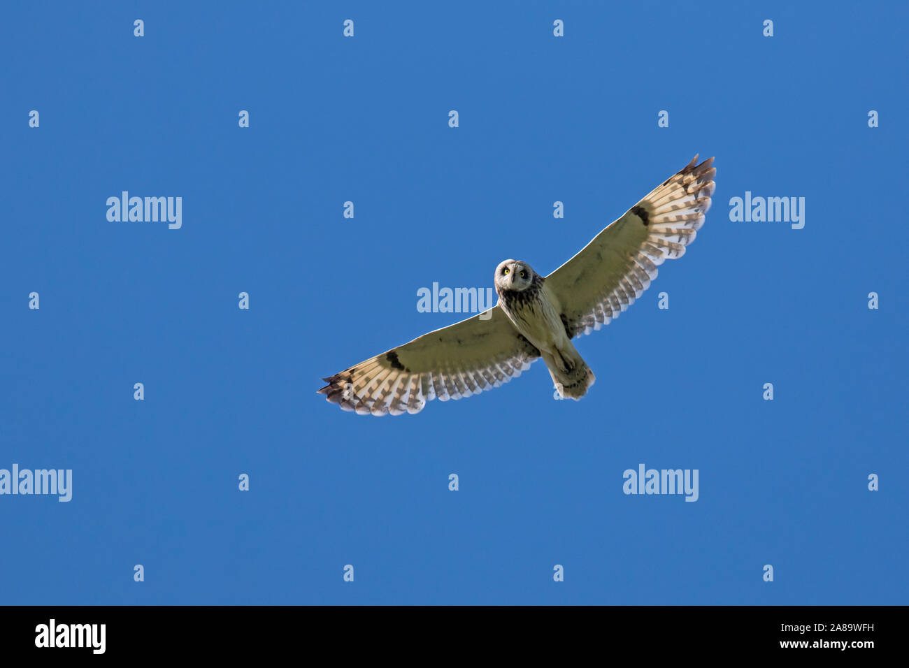 Le hibou des marais (Asio flammeus Asio / accipitrinus) en vol sur fond de ciel bleu Banque D'Images