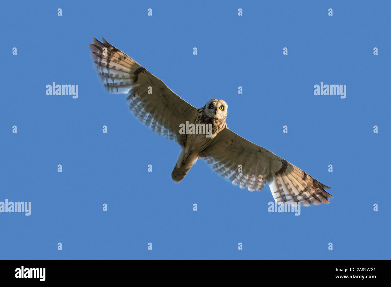 Le hibou des marais (Asio flammeus Asio / accipitrinus) en vol sur fond de ciel bleu Banque D'Images