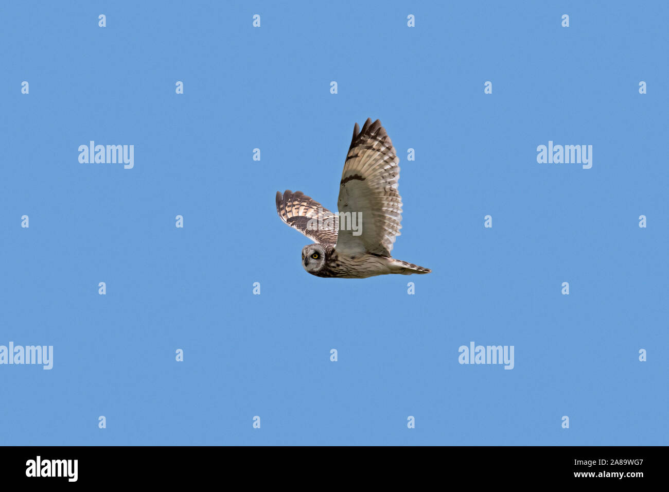 Le hibou des marais (Asio flammeus Asio / accipitrinus) en vol sur fond de ciel bleu Banque D'Images