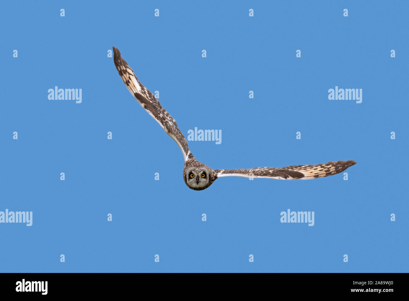 Le hibou des marais (Asio flammeus Asio / accipitrinus) en vol sur fond de ciel bleu Banque D'Images
