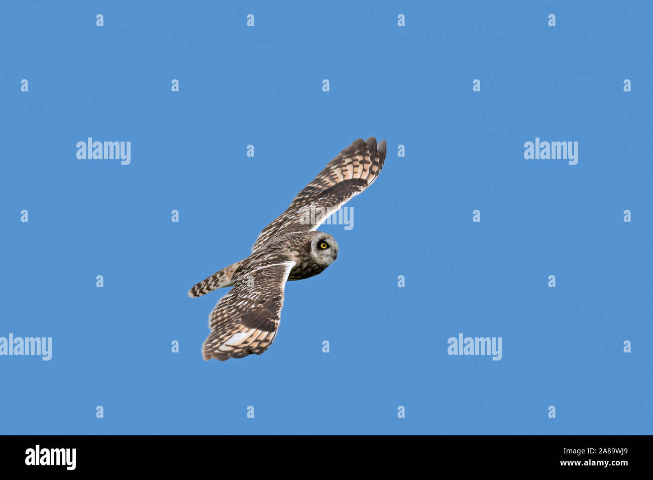 Le hibou des marais (Asio flammeus Asio / accipitrinus) en vol sur fond de ciel bleu Banque D'Images