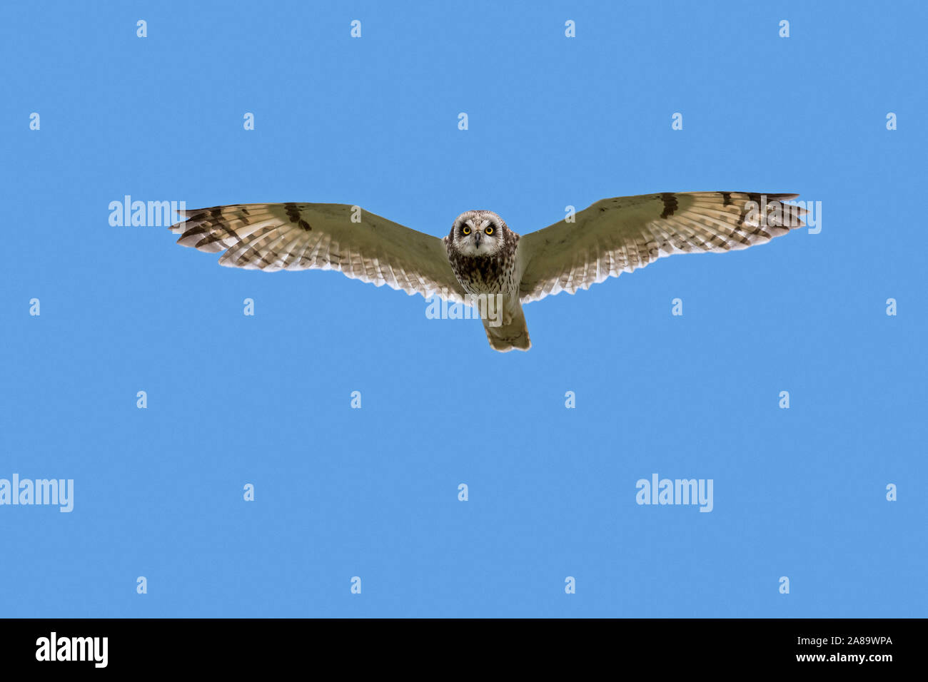 Le hibou des marais (Asio flammeus Asio / accipitrinus) en vol sur fond de ciel bleu Banque D'Images