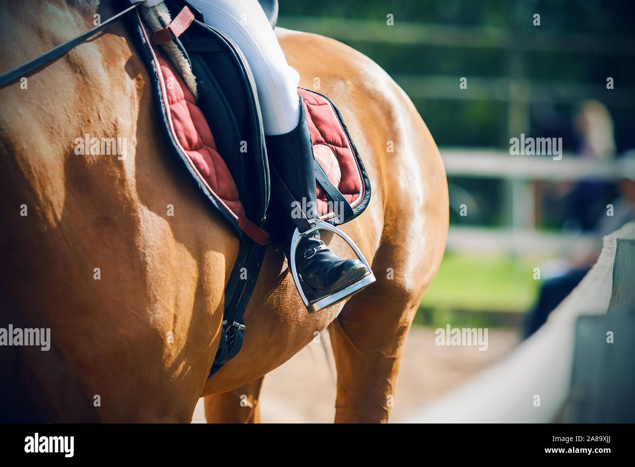 Le pied d'un cavalier assis sur un cheval d'oseille dans la selle, ce qui  va à côté de la clôture blanche du corral, dans les étriers et illuminé par  sunl Photo Stock -