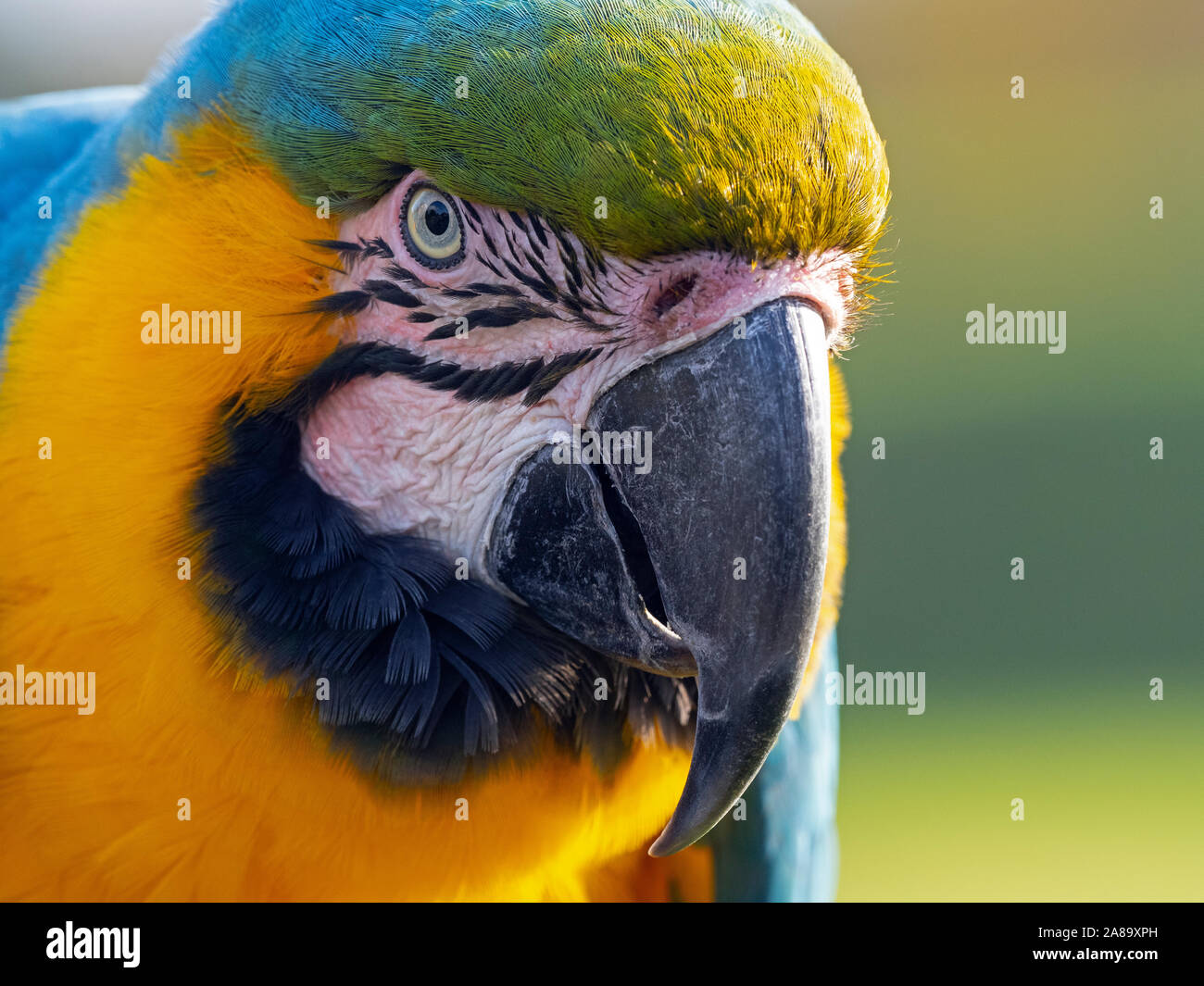 Blue-and-yellow macaw Ara ararauna Banque D'Images