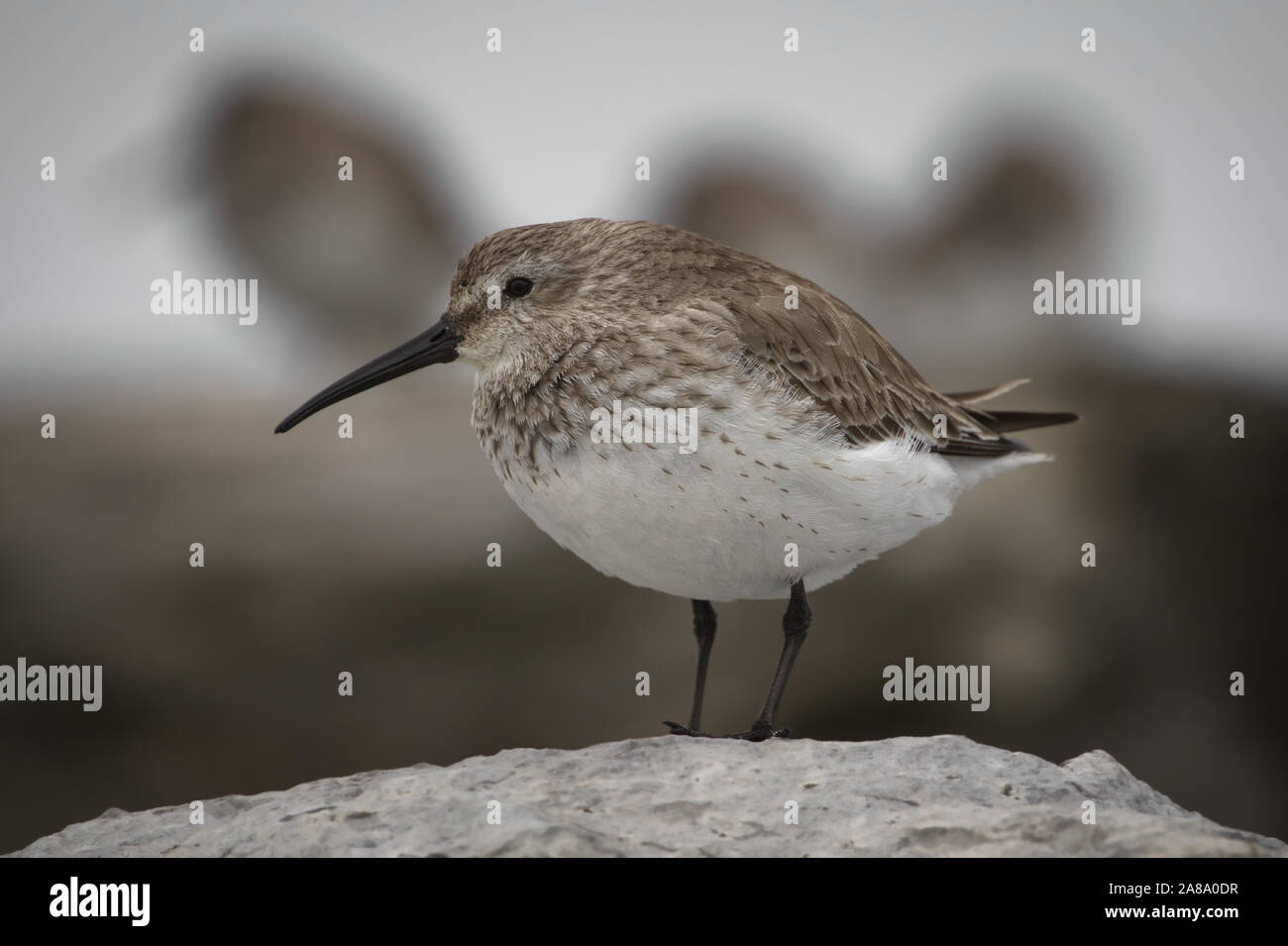 Le bécasseau variable debout sur la jetée à Barnegat Inlet dans le New Jersey avec son Posse derrière lui Banque D'Images