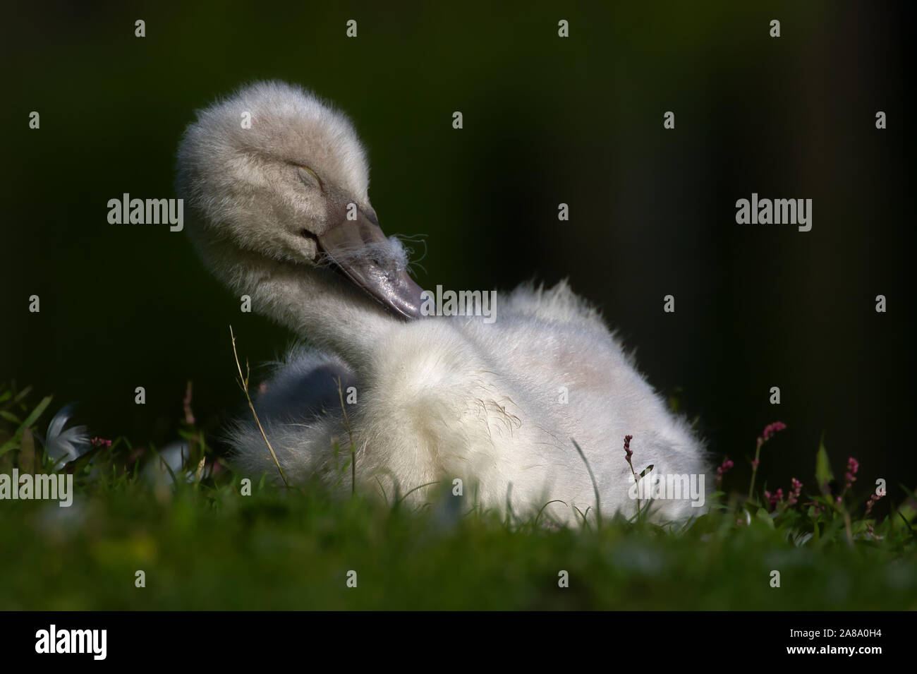 Cygnet Cygne muet de rêve essaie de se débarrasser des poussières vers le bas dans son sommeil Banque D'Images