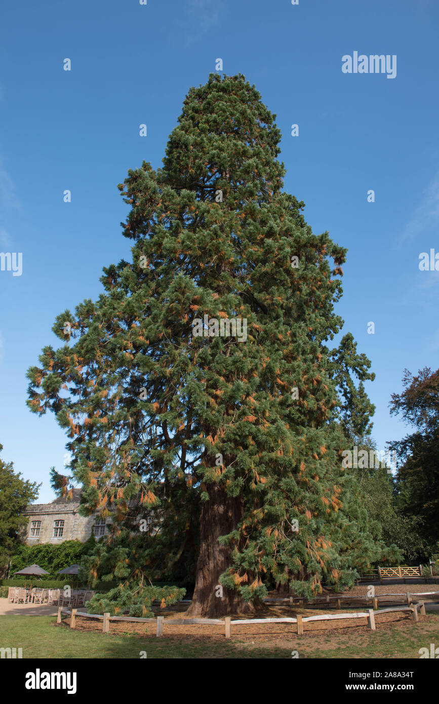 Le Séquoia géant Séquoia géant, Sierra, bois rouge, Wellingtonia, Grand Arbre (Sequoiadendron giganteum) dans un parc à Wakehurst dans West Sussex Banque D'Images