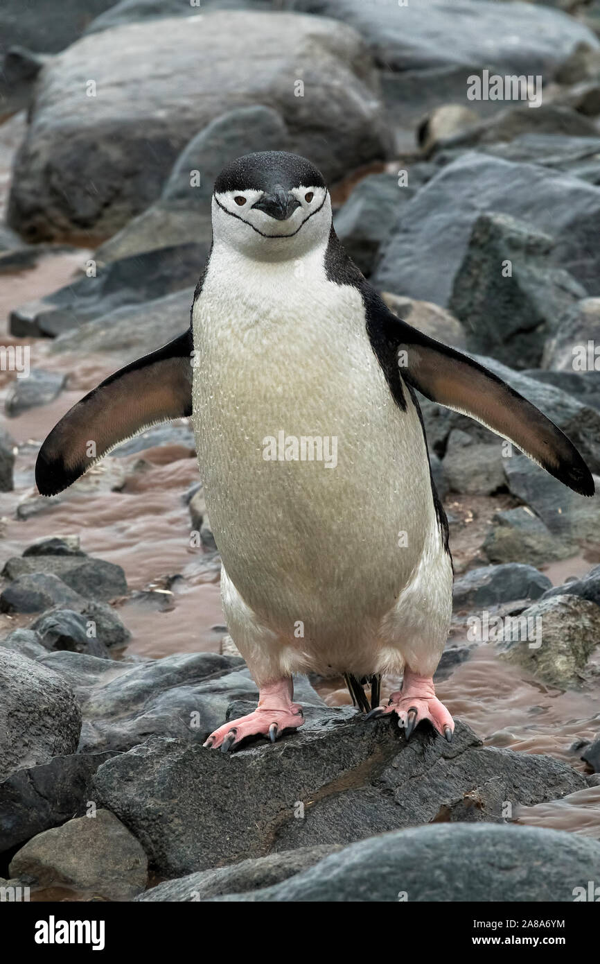 Jugulaire penguin walking sur rochers sur la péninsule Antarctique Banque D'Images