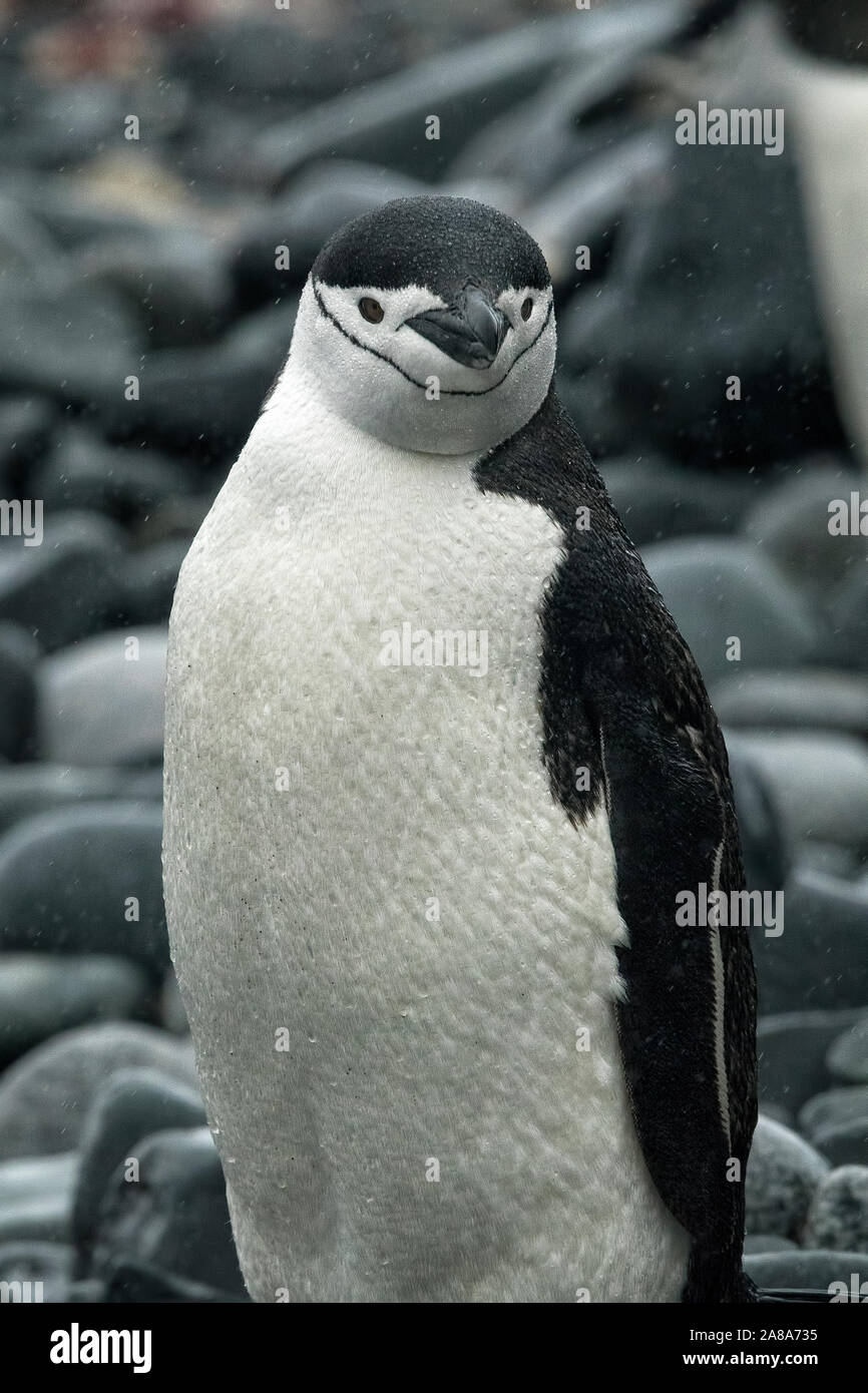 Jugulaire penguin portrait sur rochers sur la péninsule antarctique. Banque D'Images