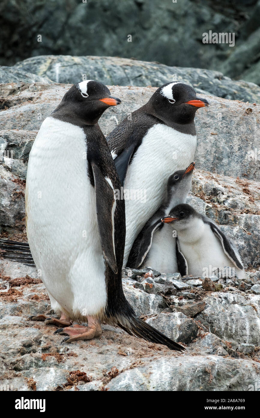 Gentoo pingouin parents avec les poussins sur un affleurement rocheux le long de la péninsule antarctique. Banque D'Images