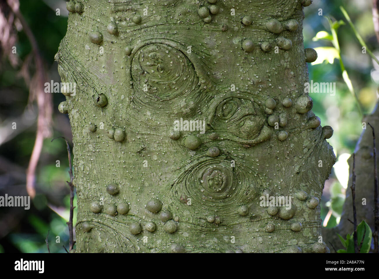 De nombreuses petites tumeurs ou des loupes sur tronc d'arbre écorce, excroissances anormales bosses identification de jardinage Banque D'Images
