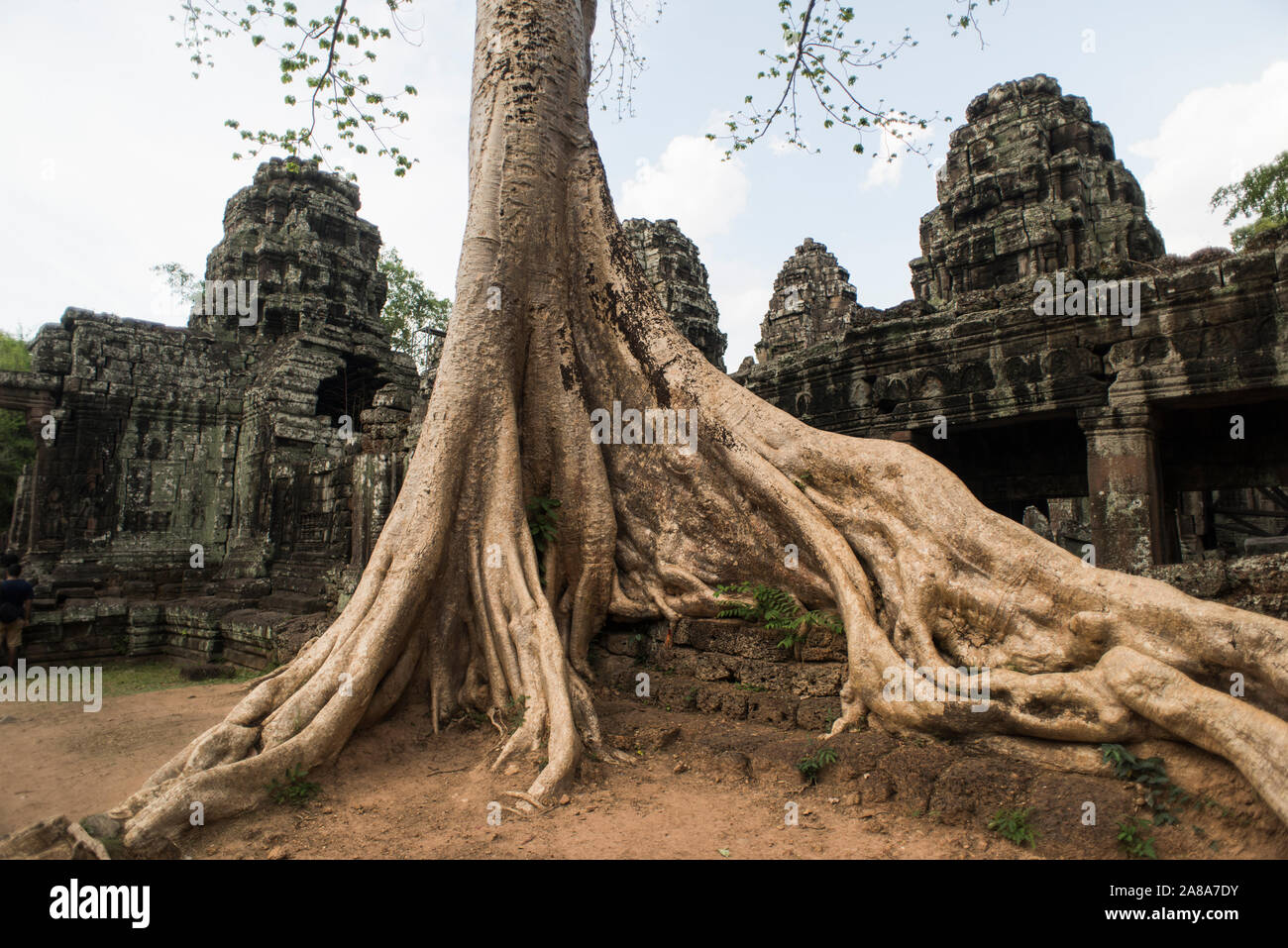 Bayan tree à l'entrée de la temple Banteay Kdei in Angkor Wat, Siem Reap, Cambodge. Banque D'Images