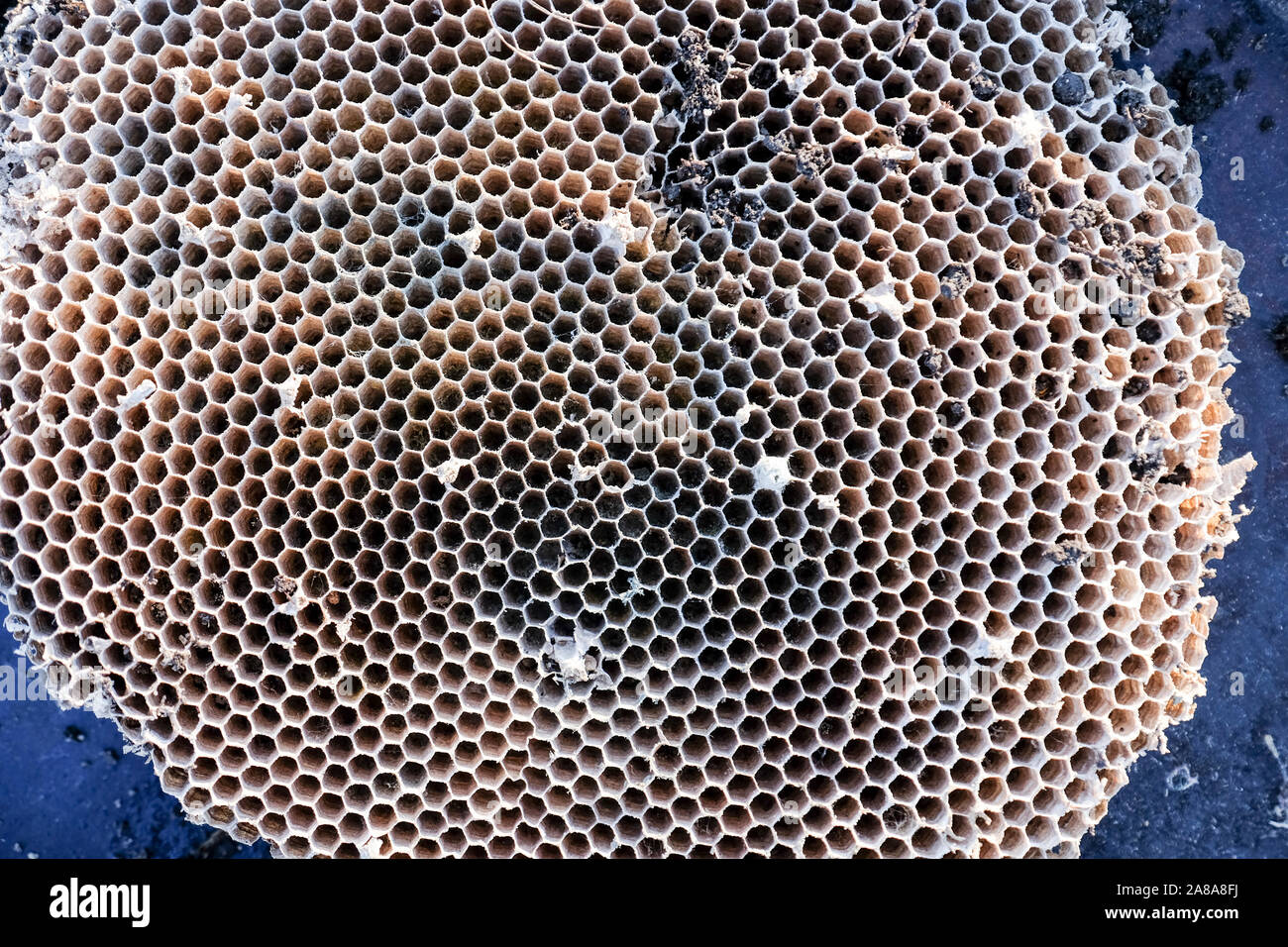 Un nid de guêpe montrant structure hexagonale. Banque D'Images