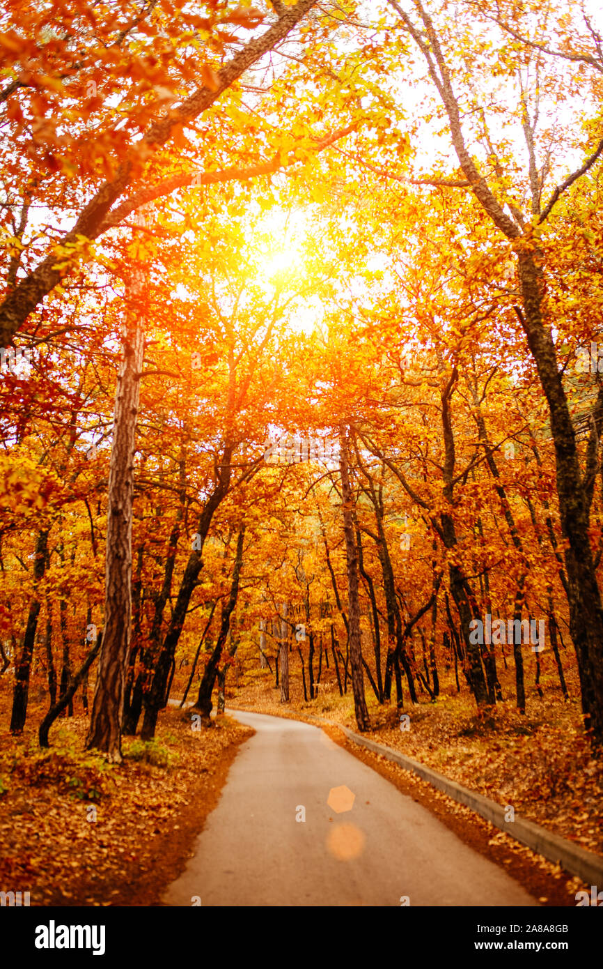 Sentier qui traverse la forêt d'automne, l'automne les feuilles tombent sur la route, un sentier qui dans la distance. Banque D'Images