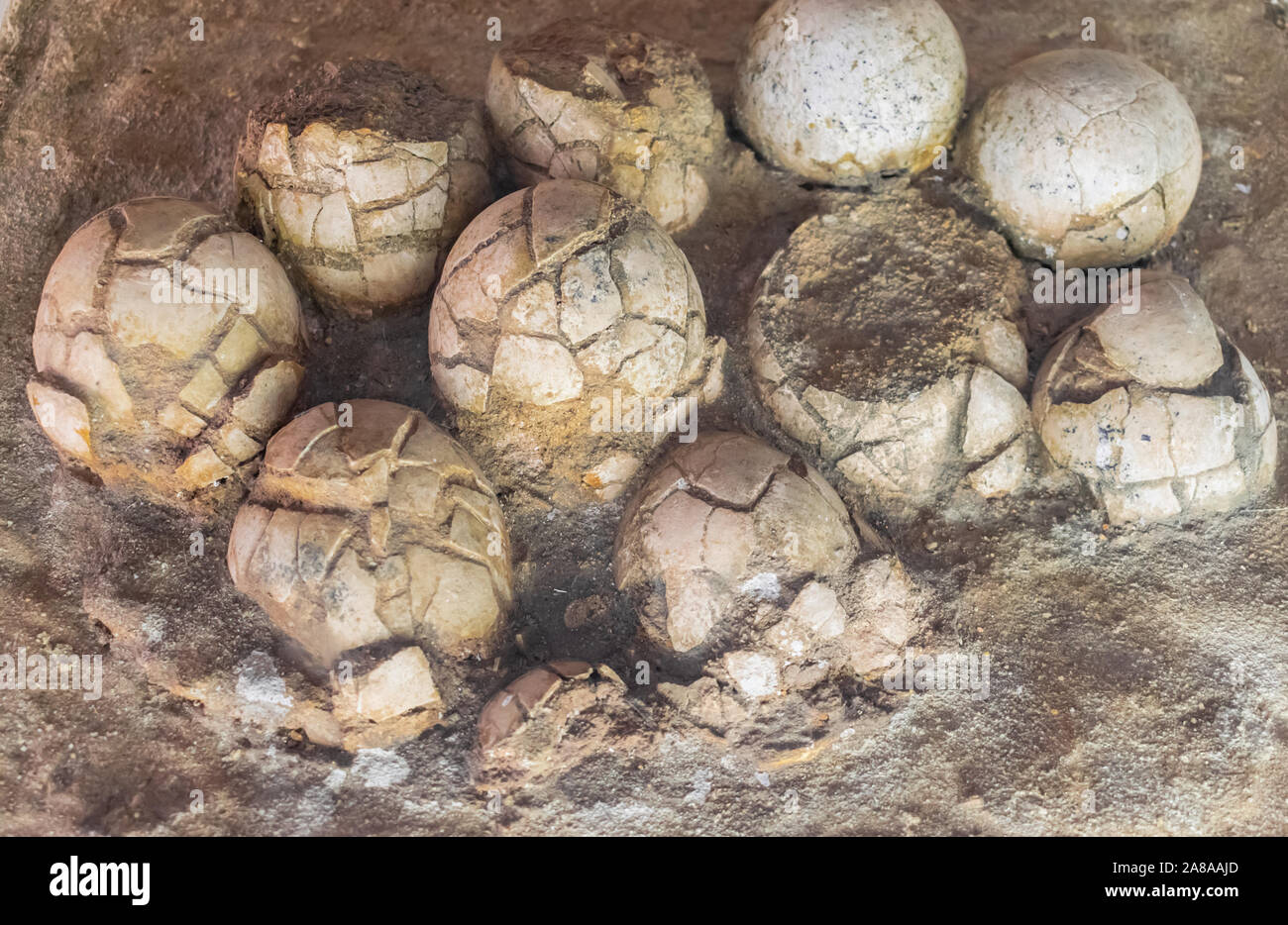 Moscou, Russie ; 1 avril 2018 fossilisés : oeufs de dinosaures à bec de canard (Hadrosaurids), exposé à Moscou Banque D'Images