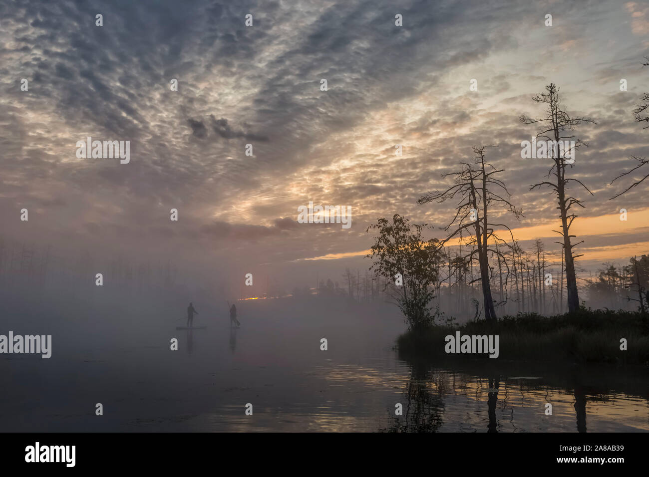 Lever du soleil à marais brumeux avec de petits arbres morts couverts tôt le matin avec des personnes sur les conseils sup Banque D'Images