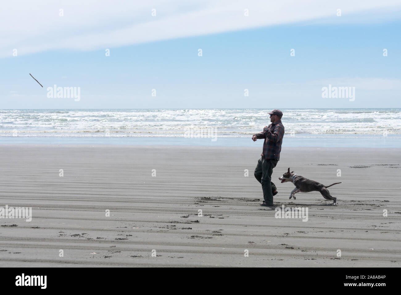 Man throwing stick pour chien sur Washington coast, plage chien sautant, M. Banque D'Images