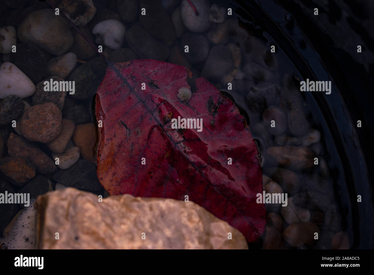 La feuille rouge dans l'eau représentant la nature cicle Banque D'Images