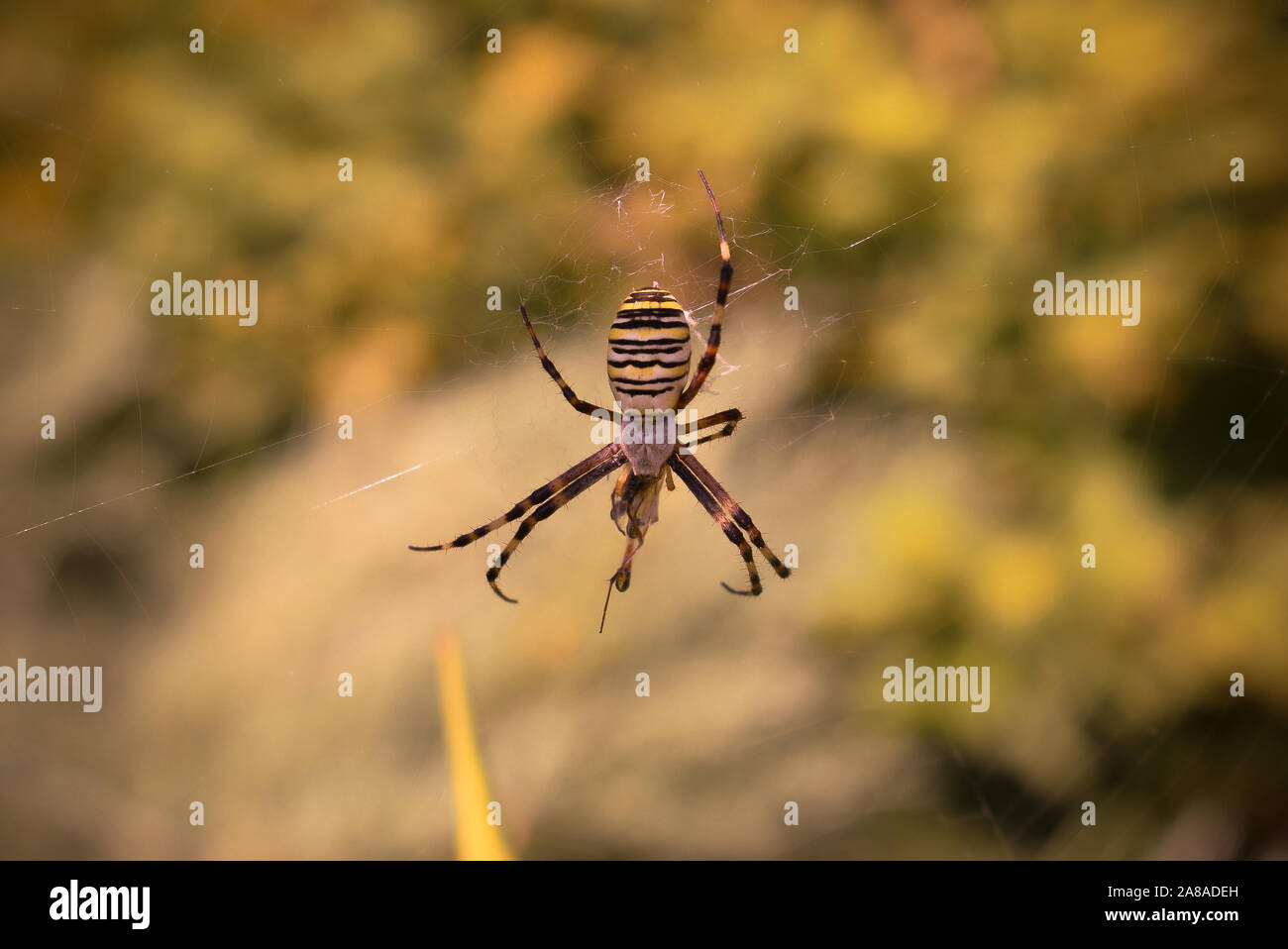 Araignée sur sa toile Banque D'Images