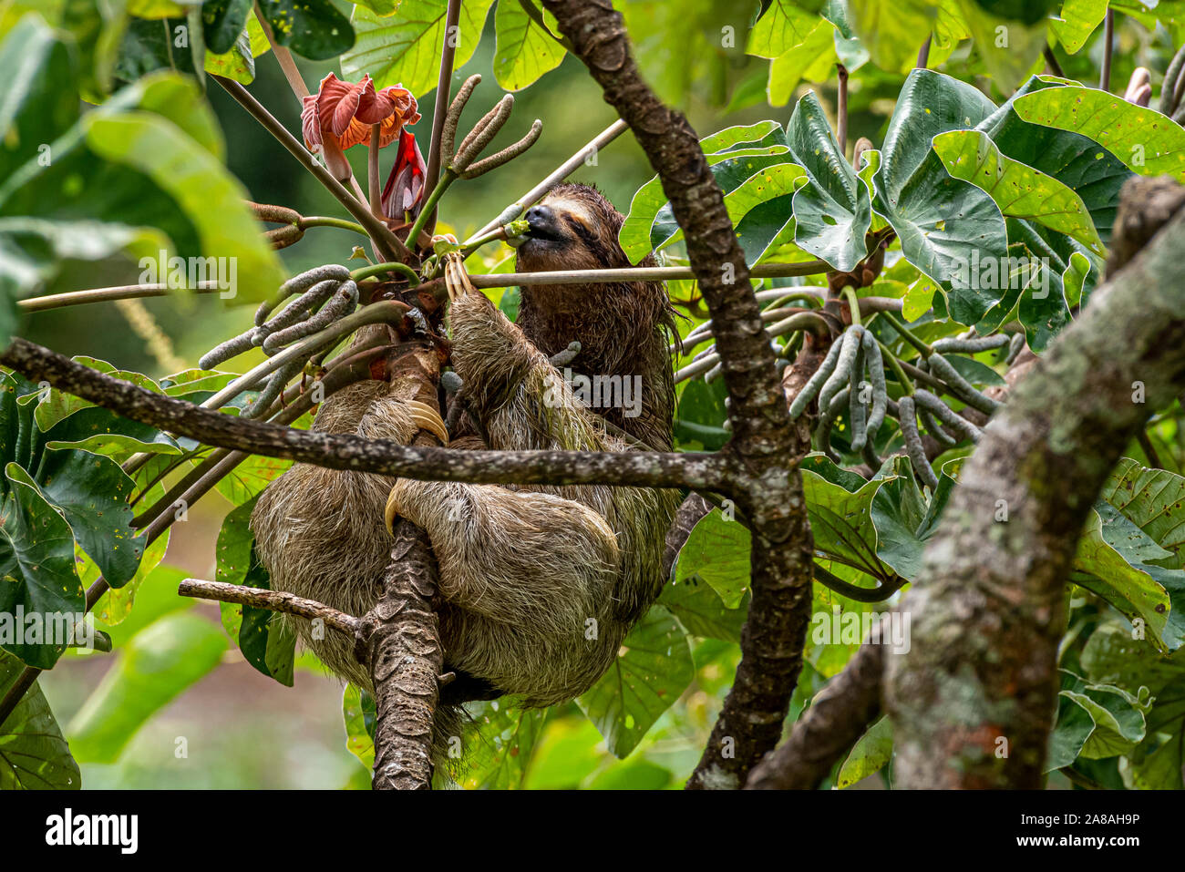 Trois doigts à gorge brune sloth se nourrissant d'un arbre Cecropia peltata image prises dans la forêt de pluie Panamas Banque D'Images