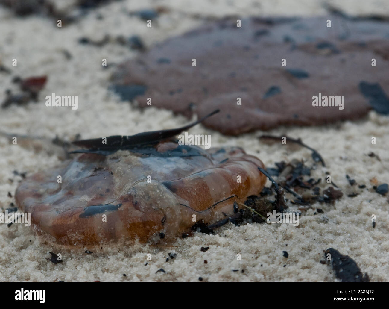 Une méduse morte se trouve sur la plage à côté d'un tar patty de pétrole de la BP Oil spill, le 30 juin 2010, à Gulfport, Mississippi. Banque D'Images