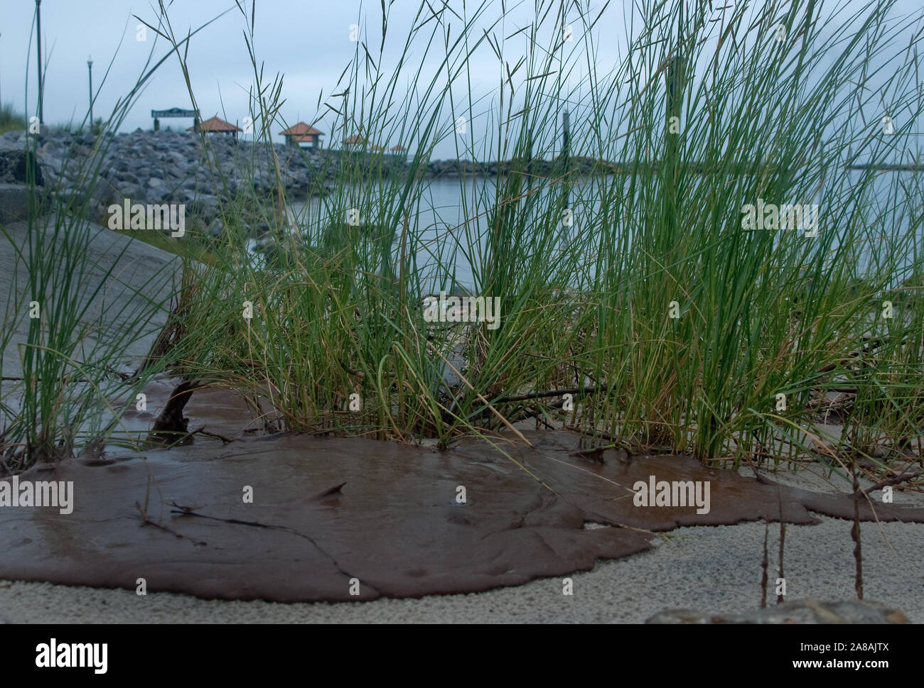 L'huile du déversement de pétrole de BP s'accumule dans l'herbe à côté de la jetée de Ken Combs à Gulfport, Mississippi, le 30 juin 2010. Banque D'Images
