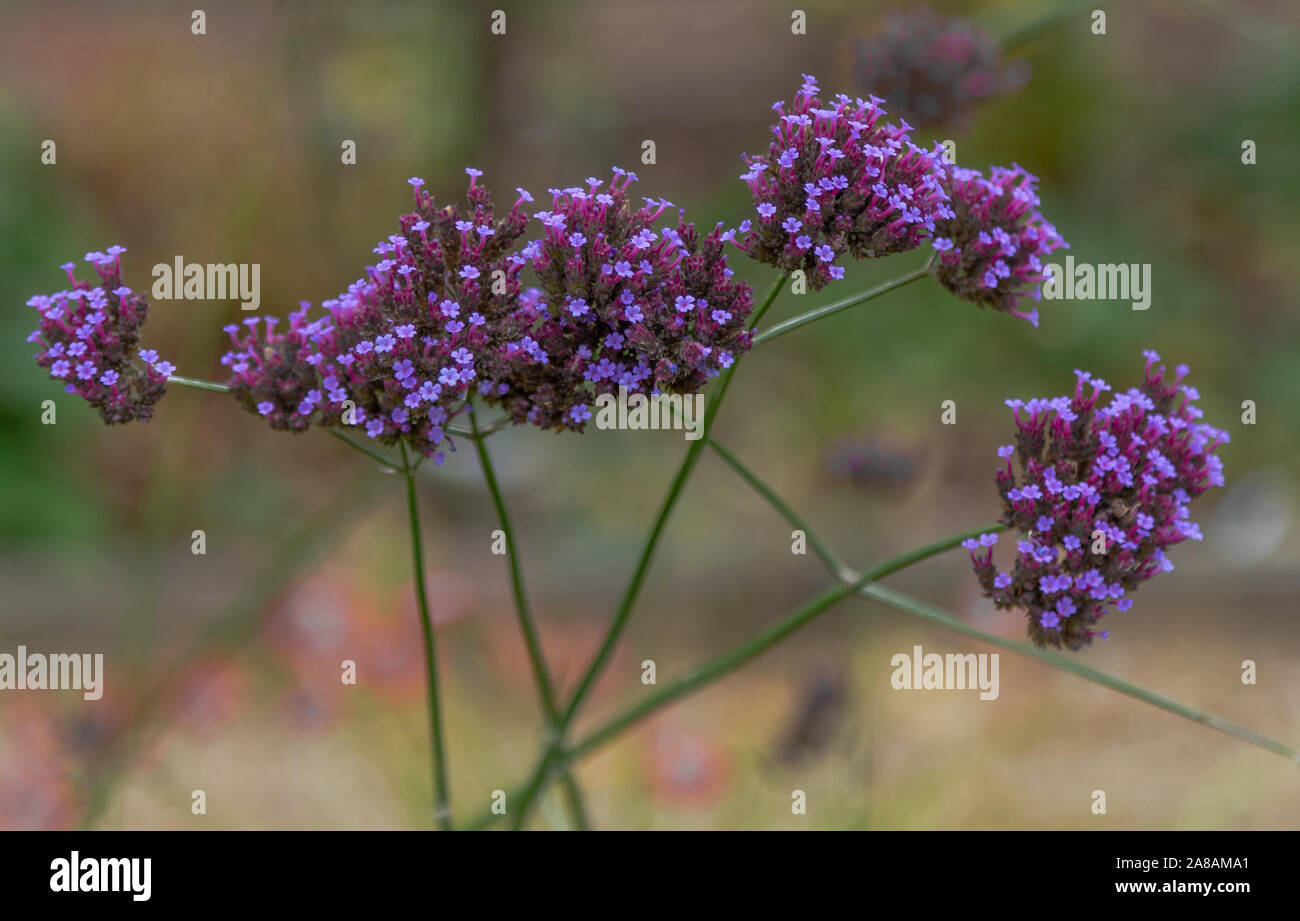 Verbena Bonariensis fleurs de près. Banque D'Images