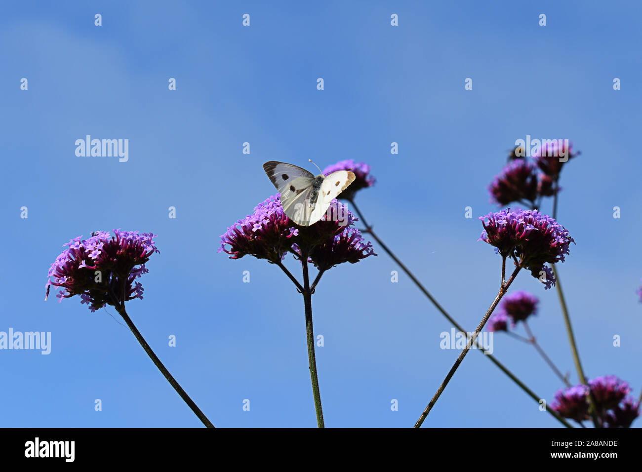 Grand papillon blanc sur la tige florale de verveine Banque D'Images