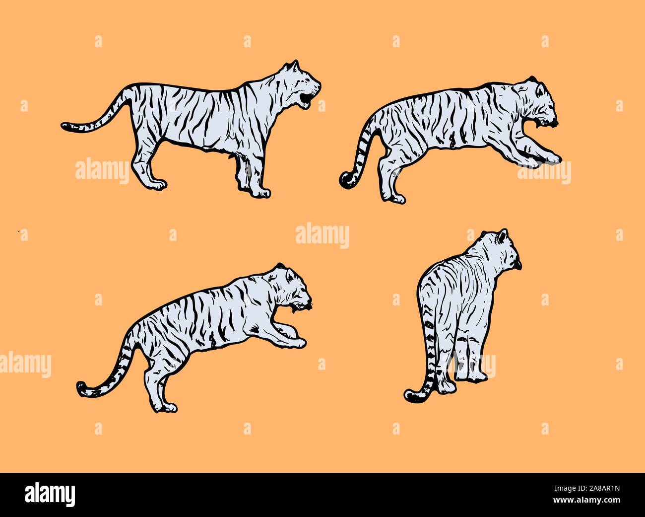 Chat Sauvage Des Tigres Vector Set Tigre Du Bengale Bleu Clair Et D Icones Pour Les Animaux Ou D Impression De Conception De Tatouage Trace A Main Levee A La Main Illustration Zoo Dessin