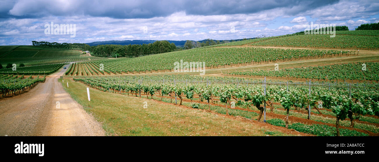View of vineyard, Tasmanie, Australie Banque D'Images