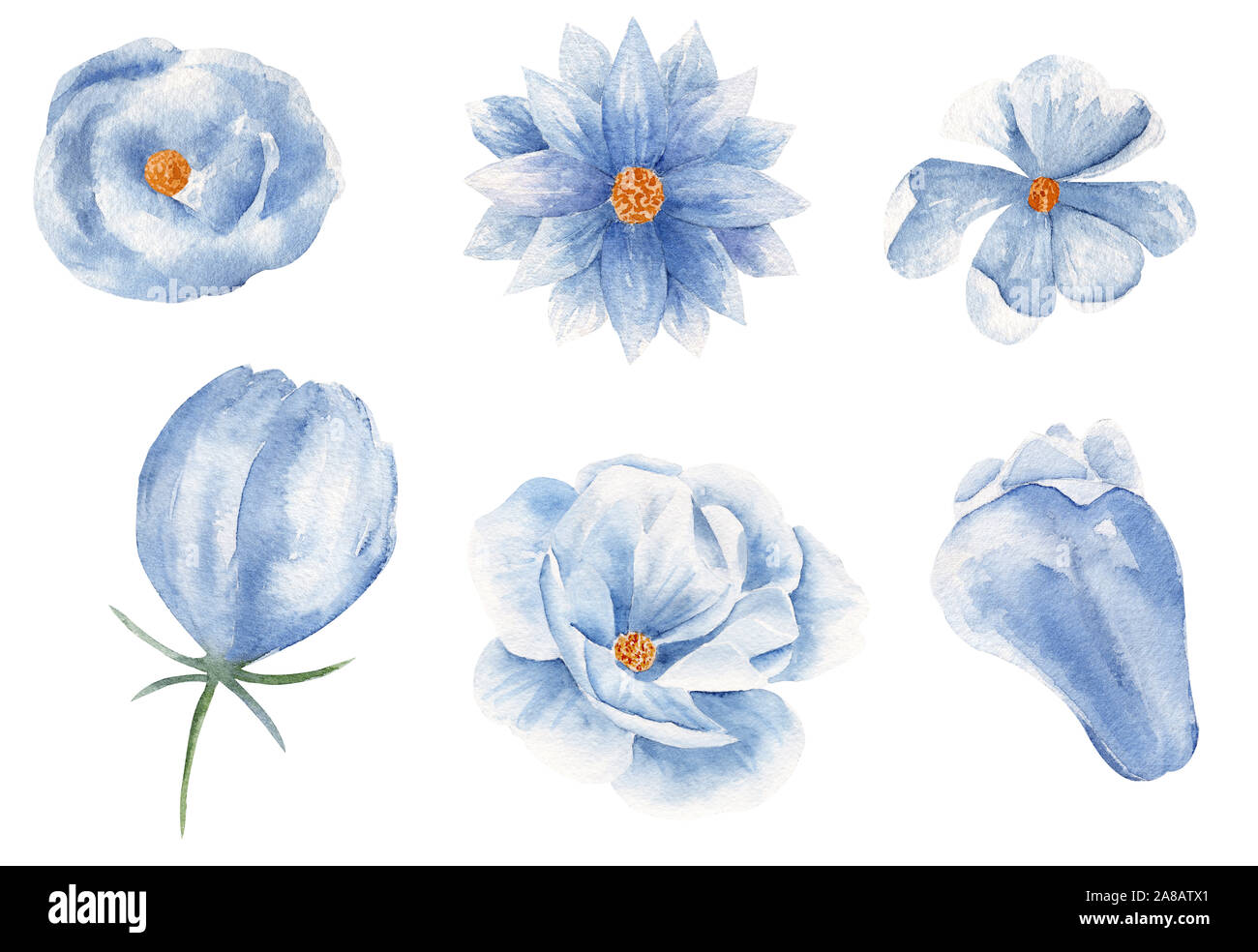 Belles fleurs bleu aquarelle illustration raster dessiné à la main. Les  plantes en fleurs peinture aquarelle Collection. Fleur d'été de l'élément  de conception bun Photo Stock - Alamy