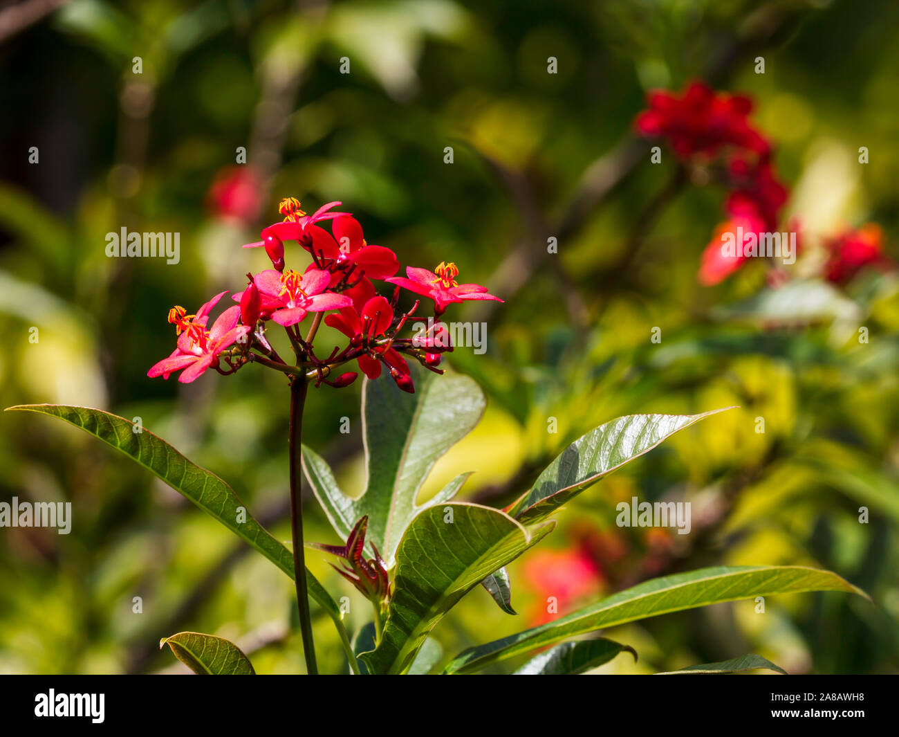 Jatropha Rouge Banque De Photographies Et D images Haute R solution jatropha-rouge-banque-de-photographies-et-d-images-haute-r-solution