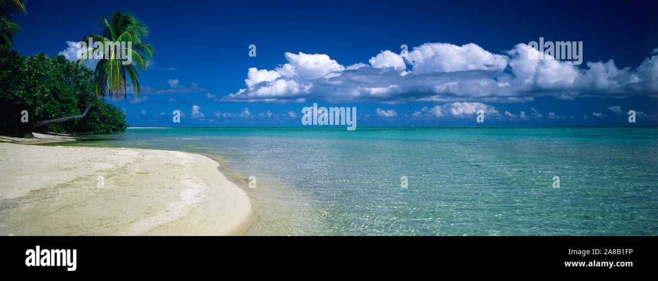 Palmier sur la plage, France Banque D'Images