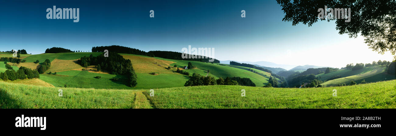 Vue panoramique d'un paysage, St Margen, Forêt Noire, Allemagne Banque D'Images