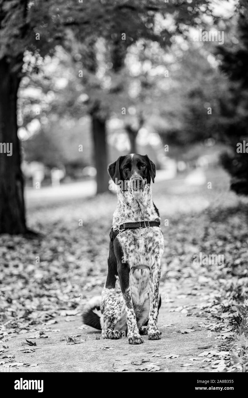 Le noir et blanc chien assis avec sa bouche ouverte et belles couleurs d'automne dans l'arrière-plan. Banque D'Images