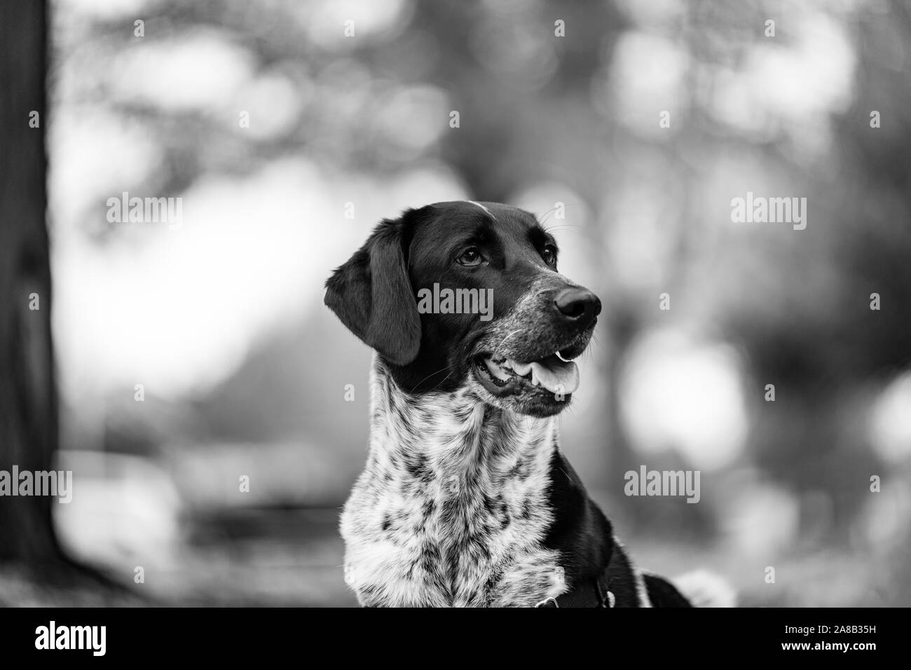Close up d'un chien noir et blanc s'étendant dans les feuilles d'automne, la gueule ouverte et à la recherche. Noir et blanc. Banque D'Images Close up d'un chien noir et blanc s'étendant dans les feuilles d'automne, la gueule ouverte et à la recherche. Noir et blanc. Banque D'Images