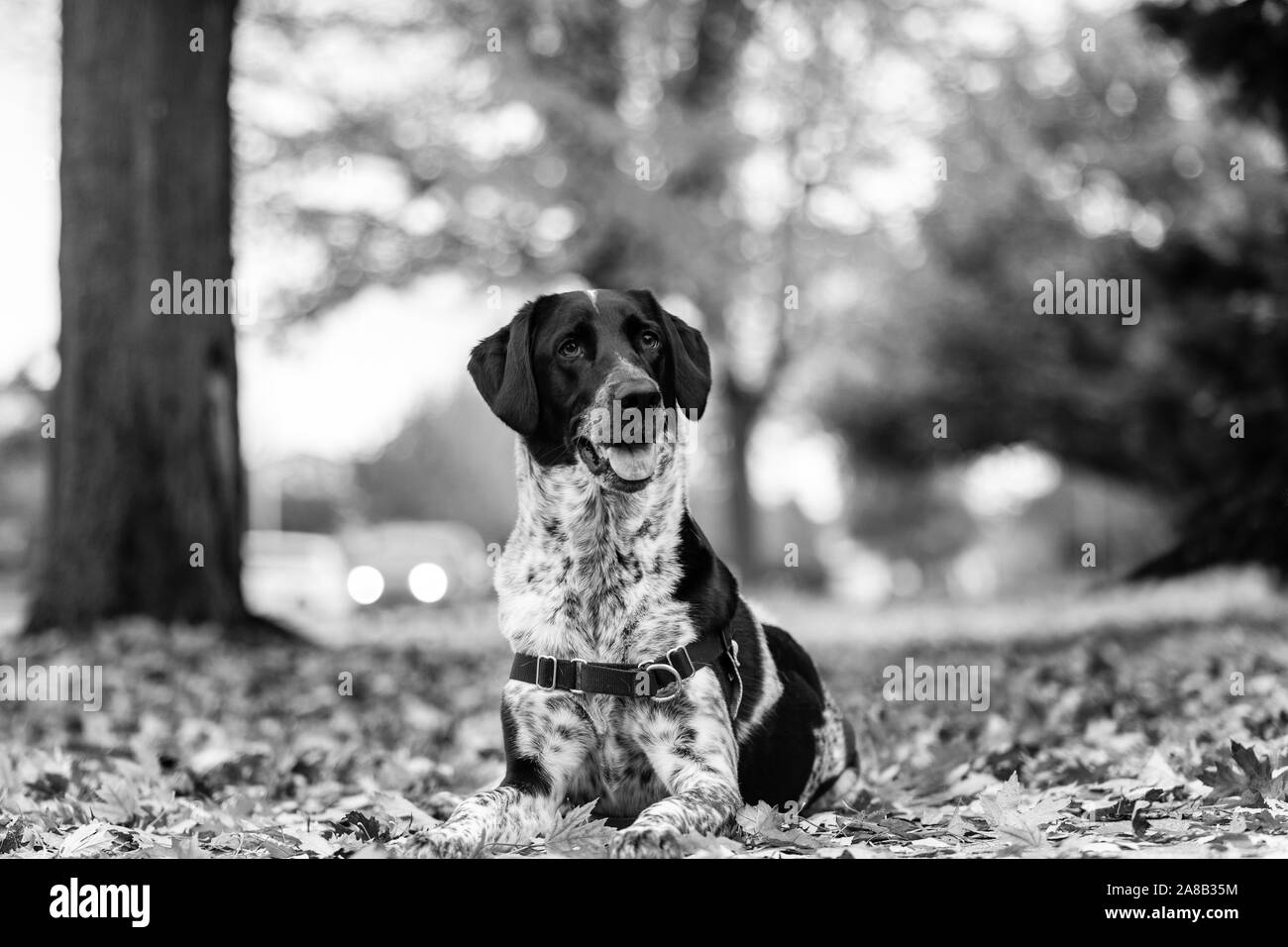 Chien Noir et blanc s'étendant dans les feuilles d'automne, la gueule ouverte. Noir et blanc. Banque D'Images Chien Noir et blanc s'étendant dans les feuilles d'automne, la gueule ouverte. Noir et blanc. Banque D'Images