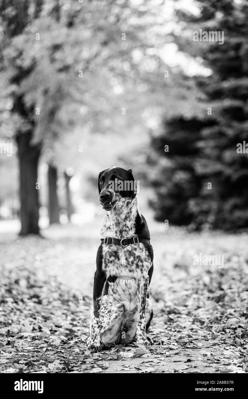 Chien Noir et blanc avec un goofy expression sur son visage et assis dans les feuilles d'automne. Noir et blanc. Banque D'Images Chien Noir et blanc avec un goofy expression sur son visage et assis dans les feuilles d'automne. Noir et blanc. Banque D'Images