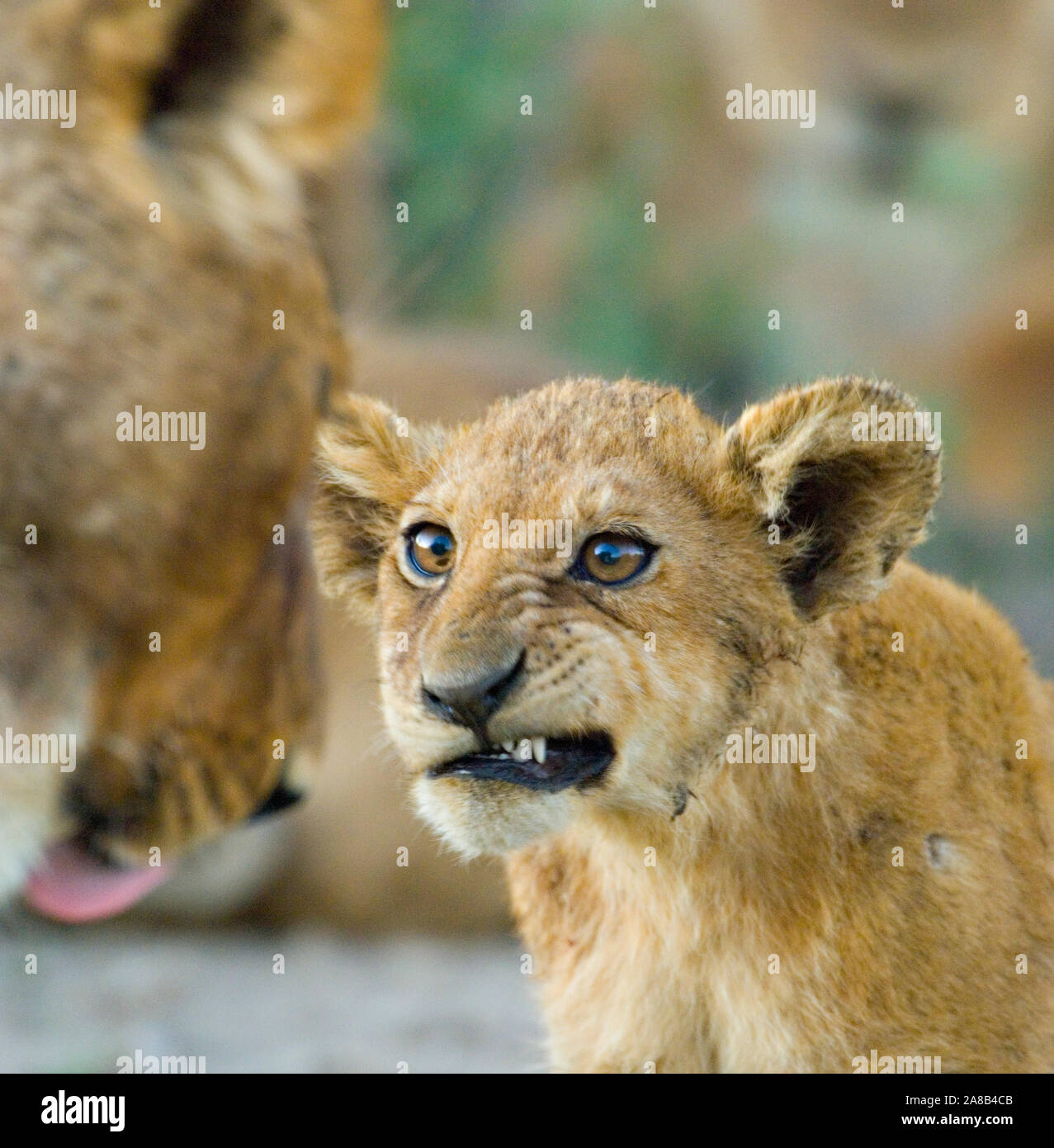 Close-up of a Lion cub, Ngorongoro Conservation Area, Arusha, Tanzanie Région (Panthera leo) Banque D'Images
