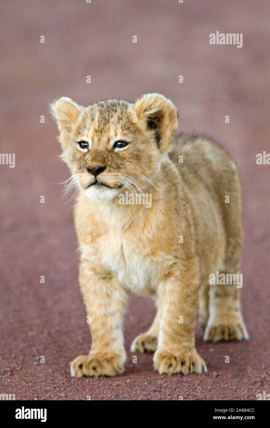 Close-up of a Lion cub comité permanent, le cratère du Ngorongoro, Ngorongoro Conservation Area, Tanzania (Panthera leo) Banque D'Images