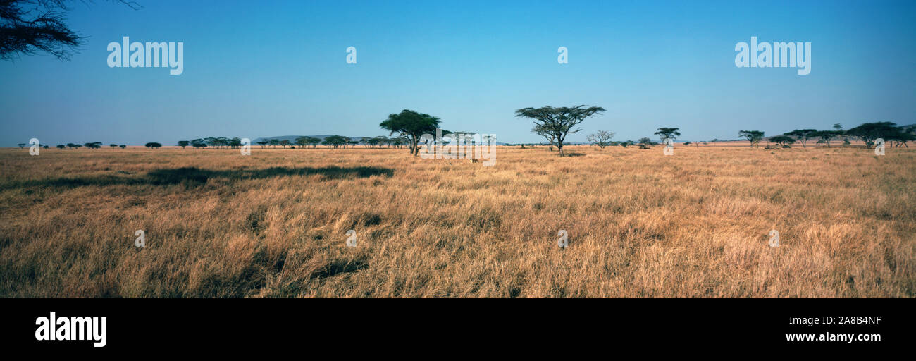 Arbres sur un paysage, le Parc National du Serengeti, Tanzanie Banque D'Images