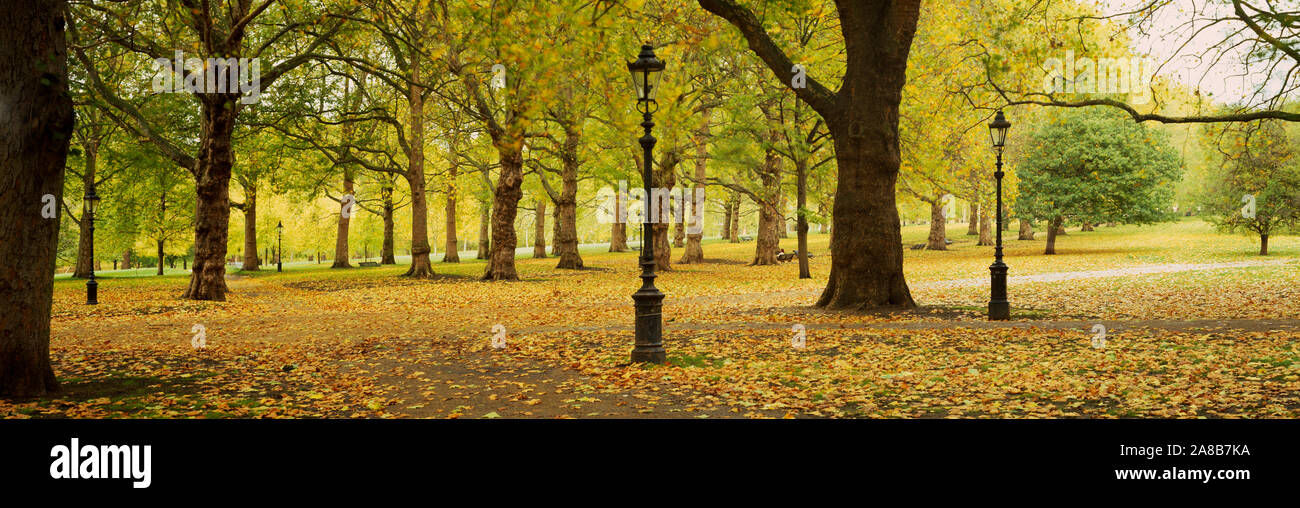 Arbres dans un Park, Green Park, Londres, Angleterre Banque D'Images