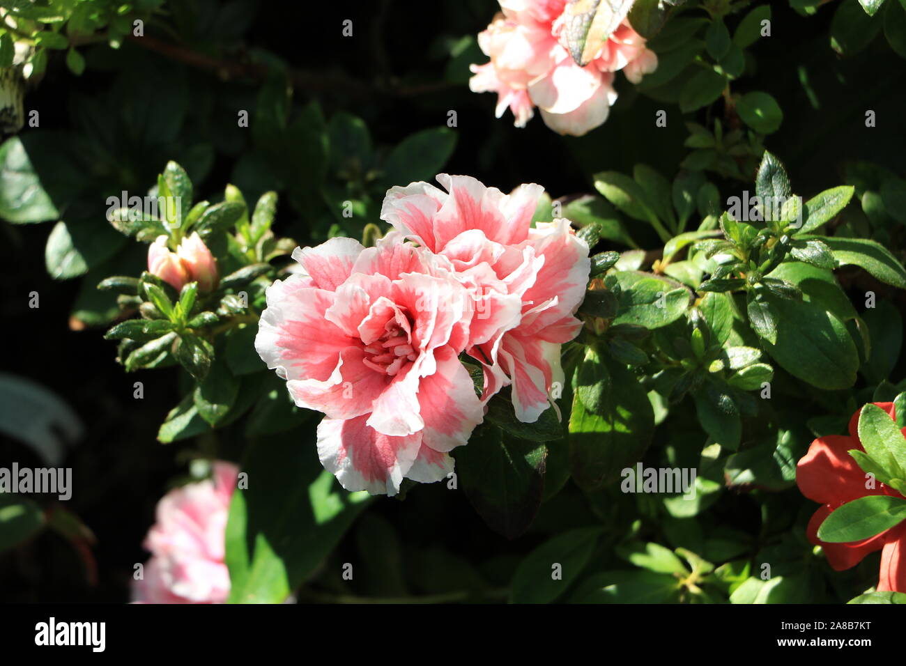 Belle fleur pétalée rose et blanche Banque D'Images