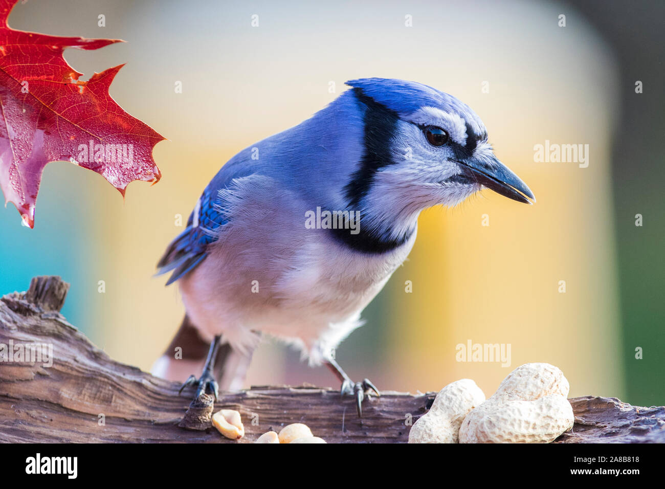 Geai bleu à l'automne Banque D'Images