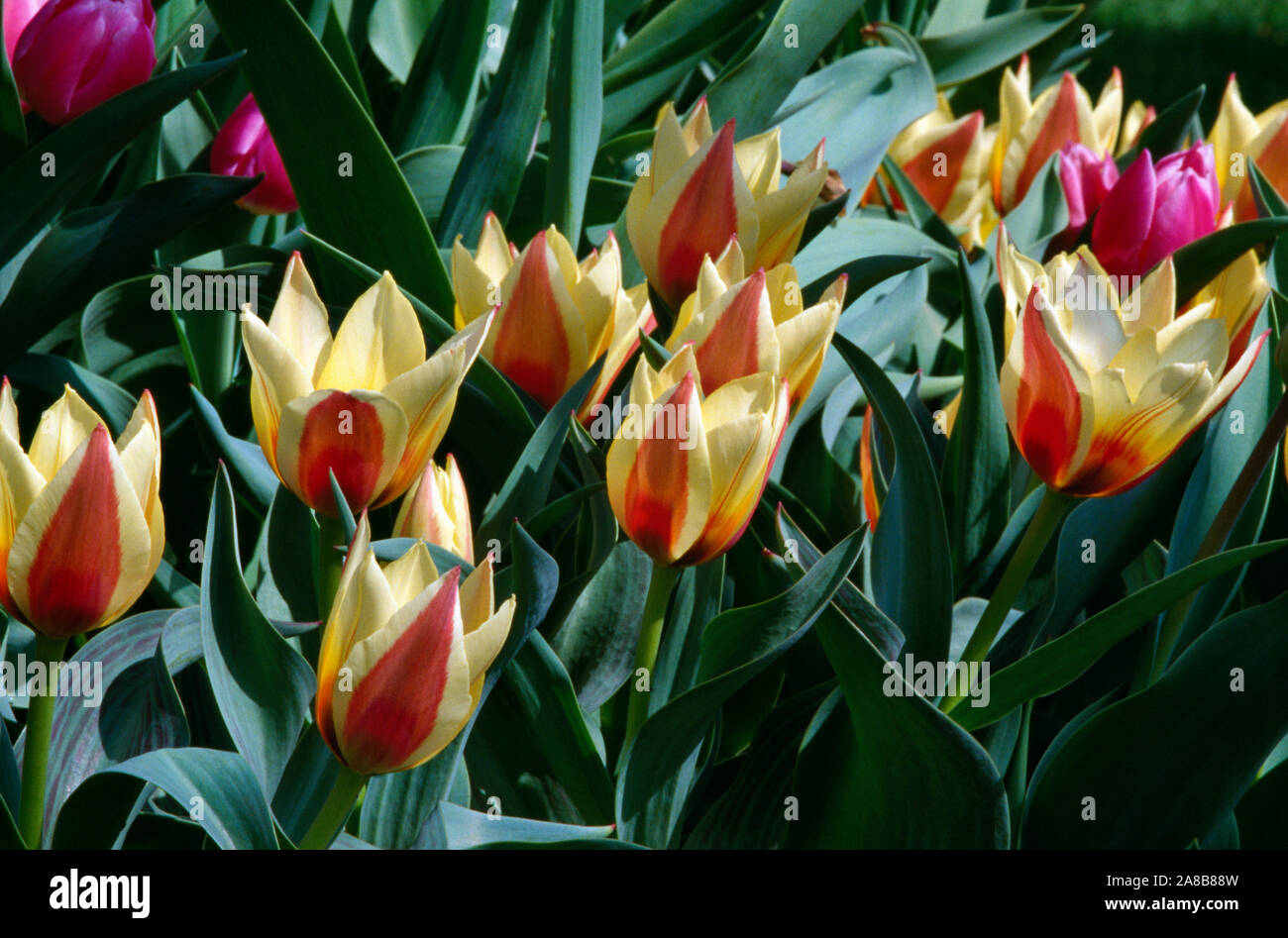 Groupe de fleurs tulipes en fleurs Banque D'Images